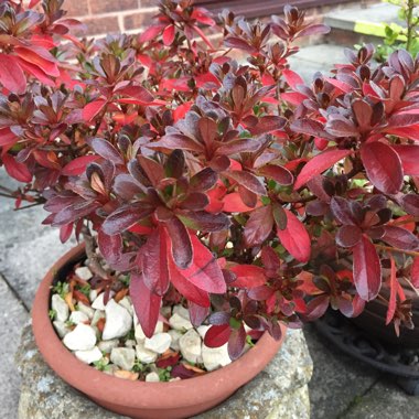 Rhododendron  (Azalea Varieties)
