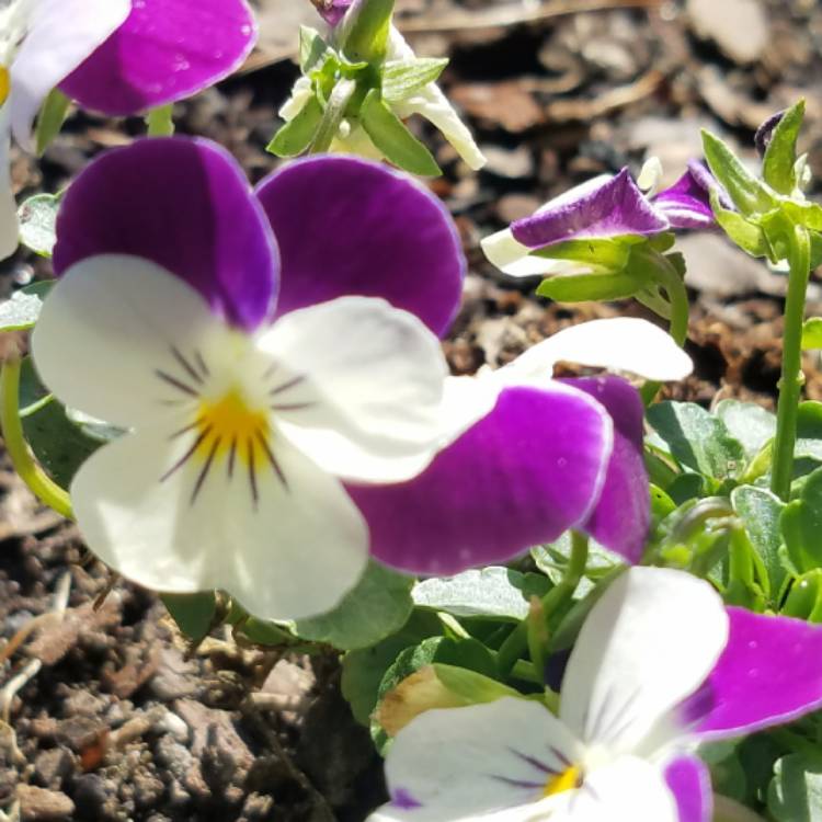 plant image 667646