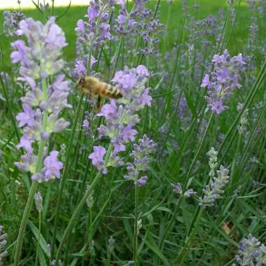 Lavender (Species) English Lavender