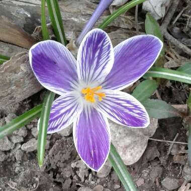 Crocus 'Spring Beauty'