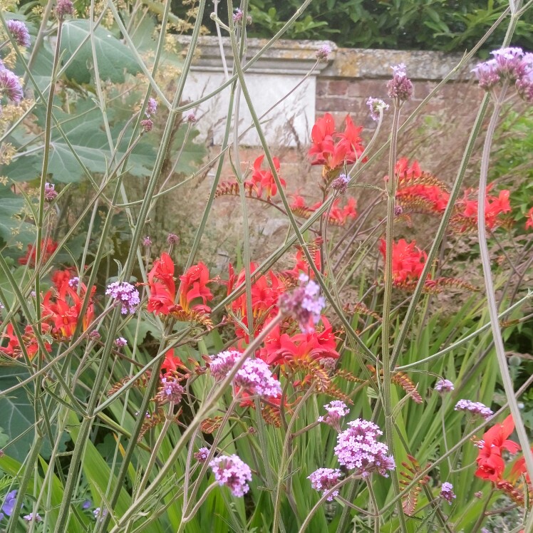 Anna 's garden