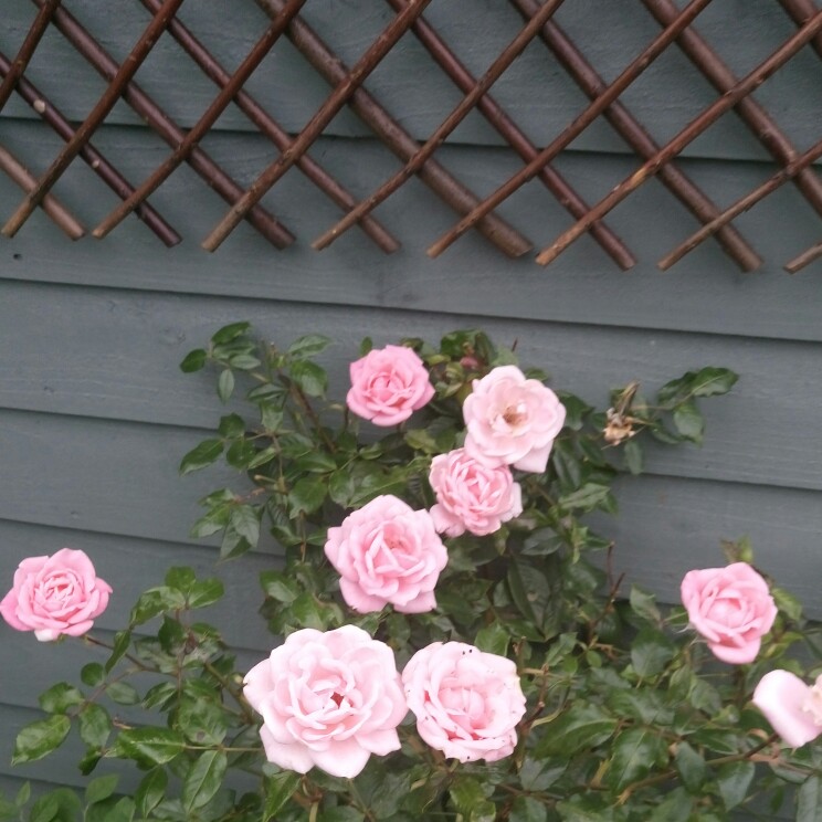 Anna 's garden