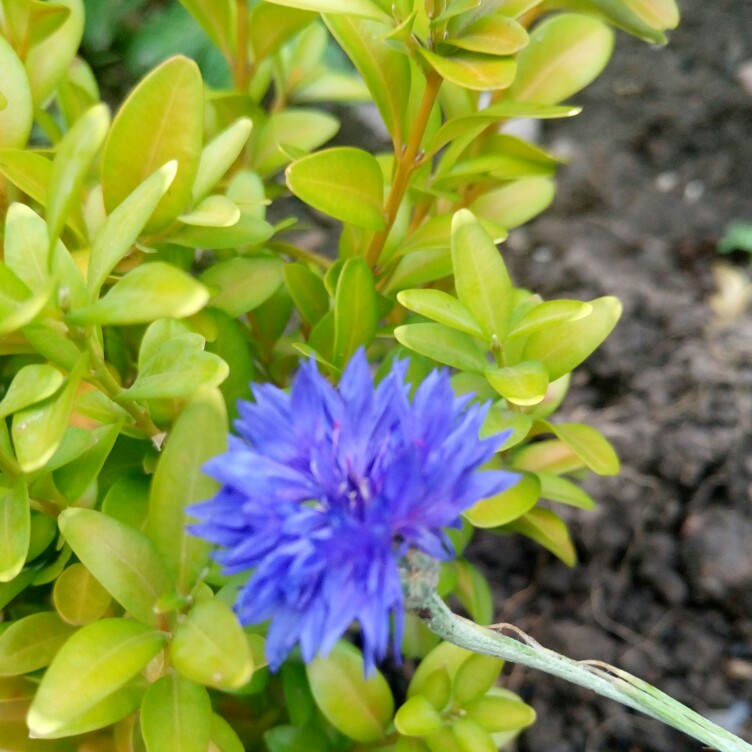 Anna 's garden