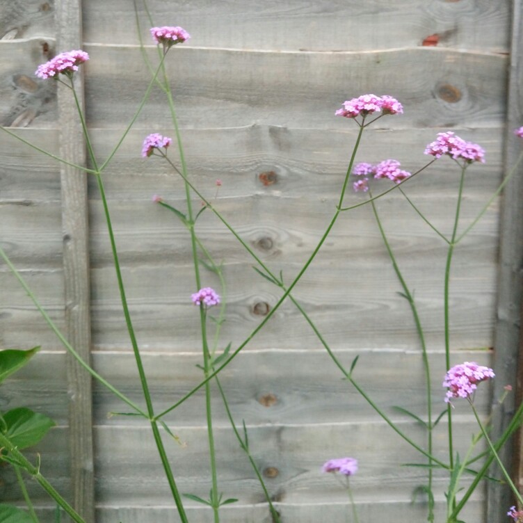Anna 's garden