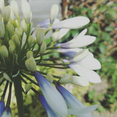 Anna 's garden