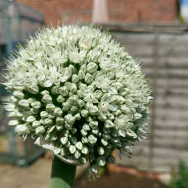 Anna 's garden