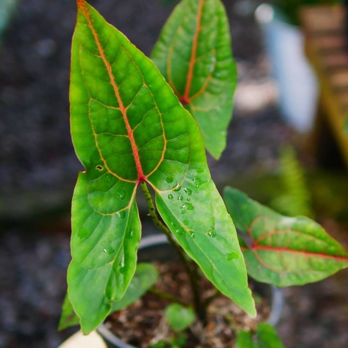 plant image 1609475