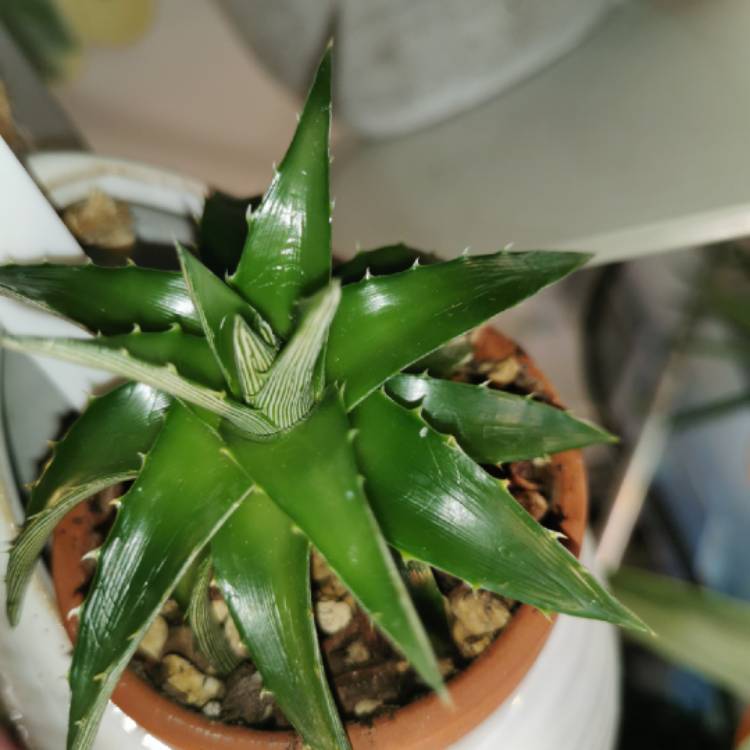 plant image 1649458