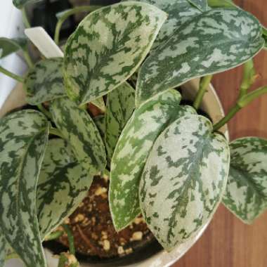 Scindapsus 'Silver Lady'