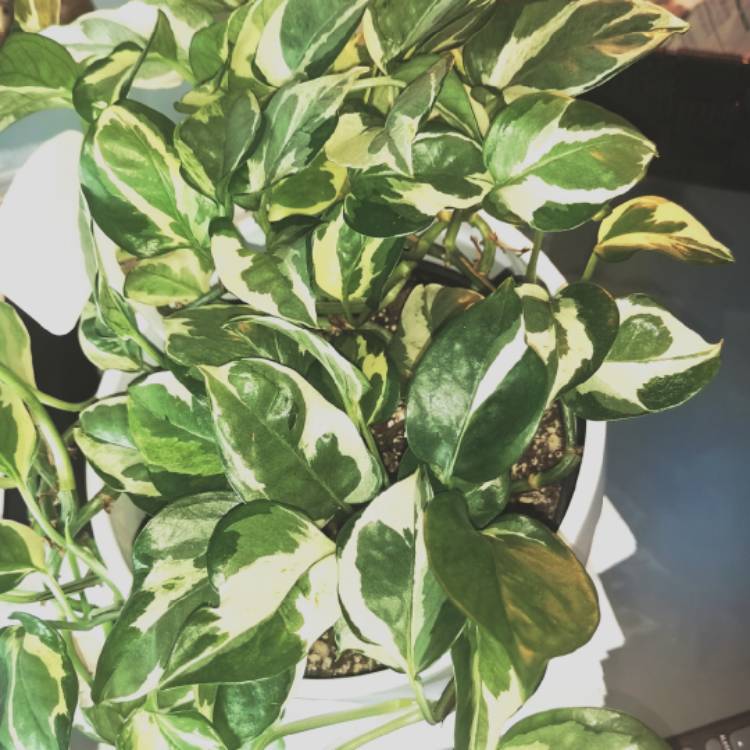 plant image 1681632
