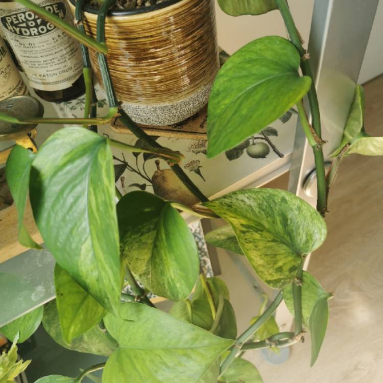 Plant image Epipremnum aureum 'Jessenia'
