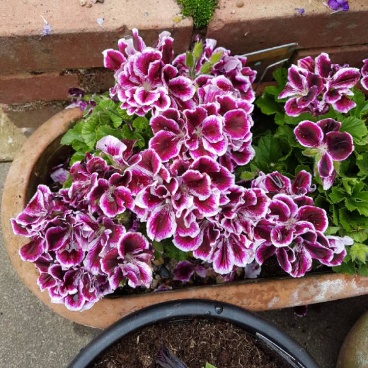plant image 1062702