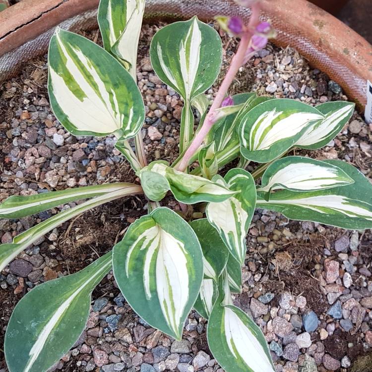 Plant image Hosta 'Pandora's Box'