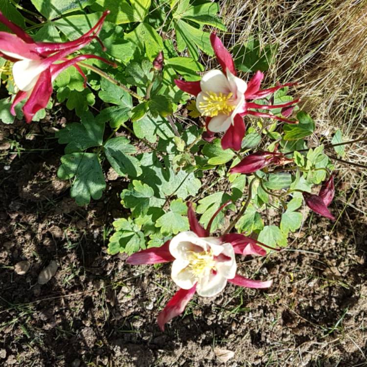 Plant image Aquilegia 'Crimson Star'
