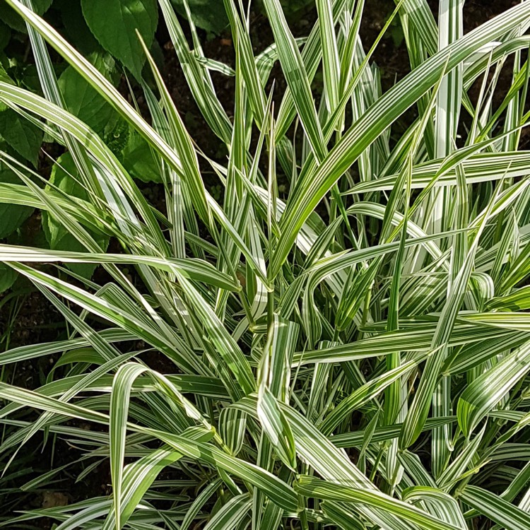 Plant image Carex oshimensis 'Everest'