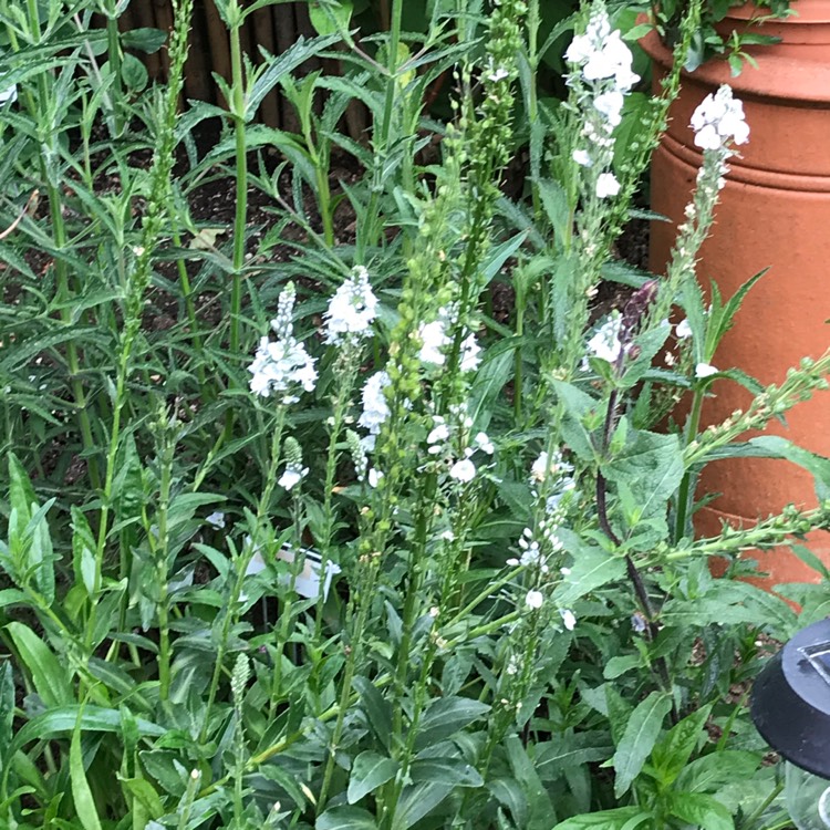 Plant image Verbena hastata 'Alba'