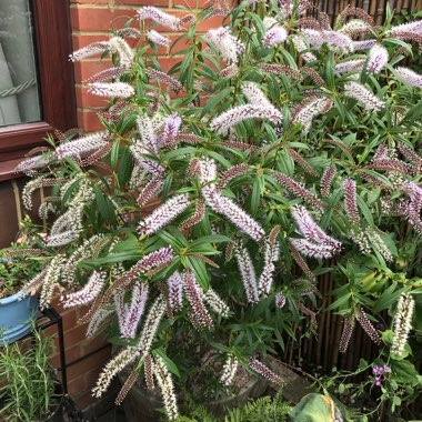 Shrubby Veronica  'Midsummer Beauty'