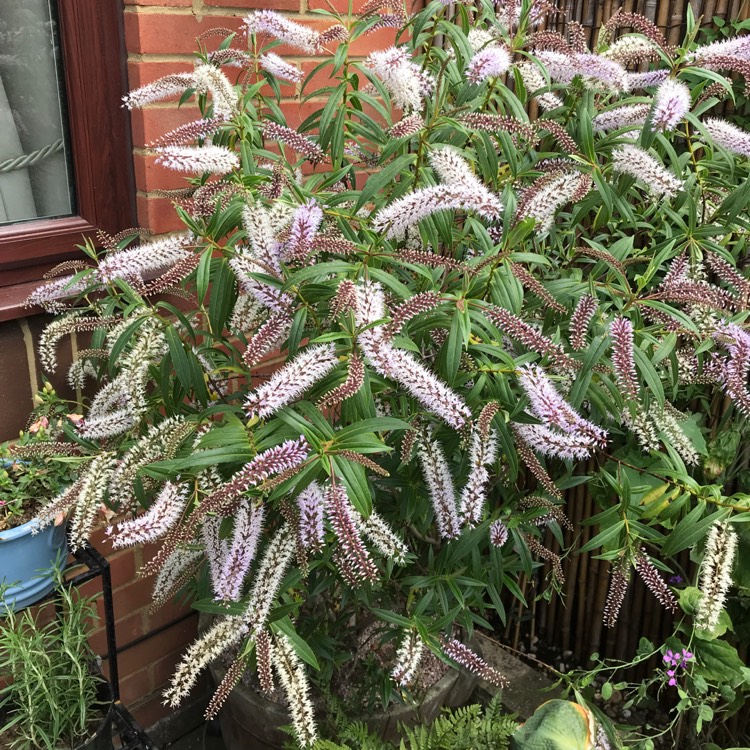 plant image 1109229