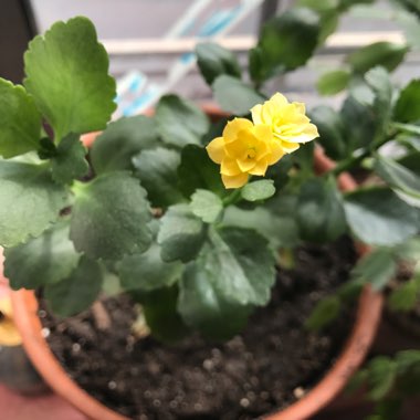 Kalanchoe Calandiva