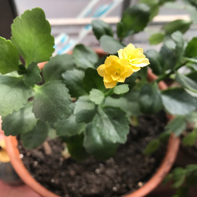 Plant image Kalanchoe Blossfeldiana 'Yellow'