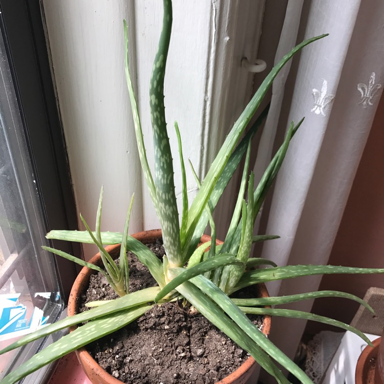 plant image 370475