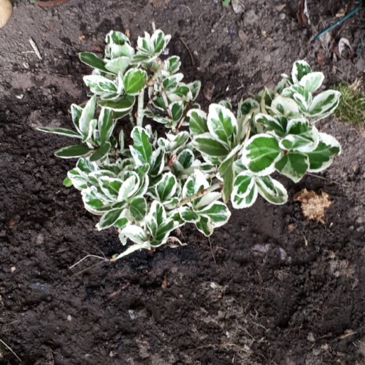Plant image Euonymus fortunei 'Silver Queen'