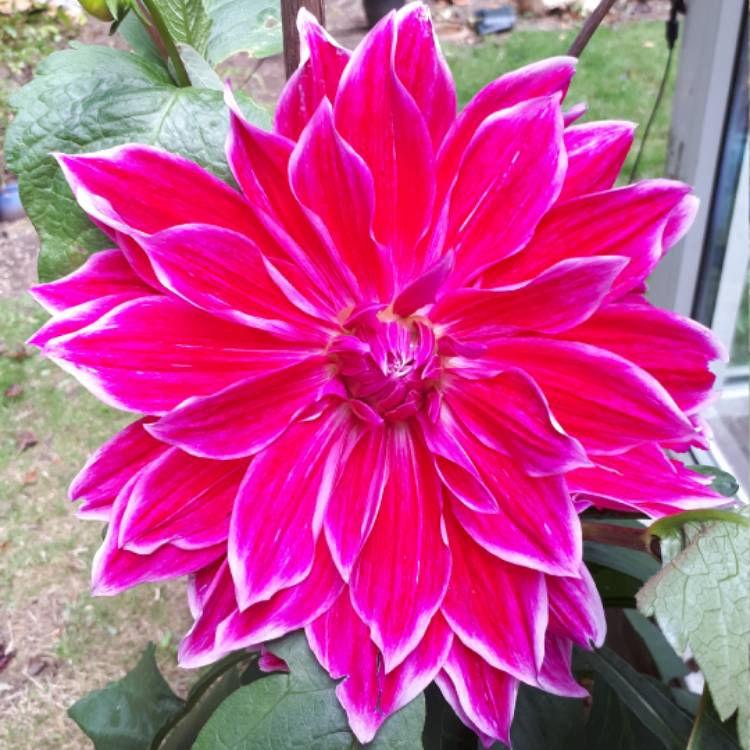 Dahlia 'Mero Star', Dahlia 'Mero Star' - uploaded by @annagraham