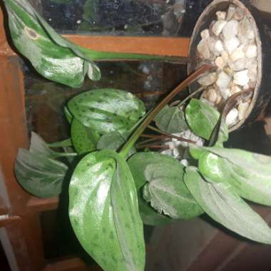 Ann's garden