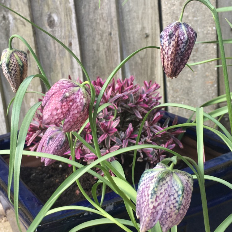 Plant image Hebe 'Magic Summer'