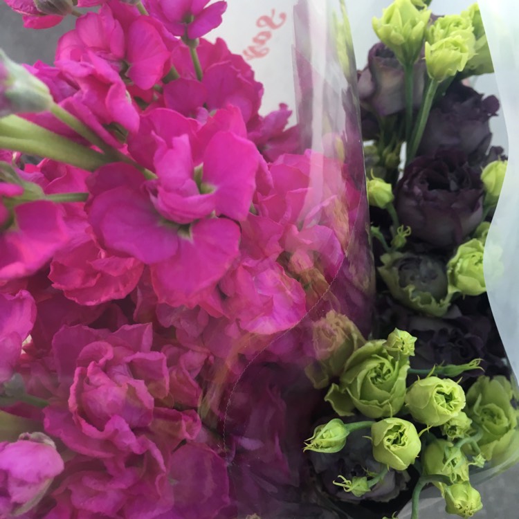 plant image 346466