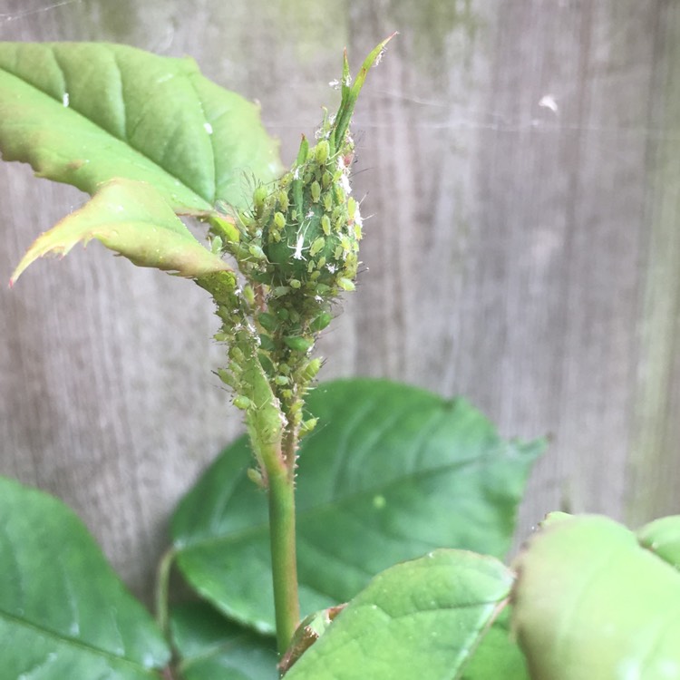plant image 395931