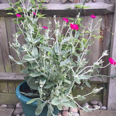 Anna's garden