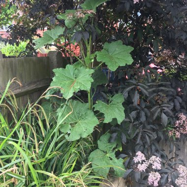 Anna's garden