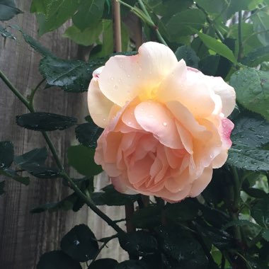 Rose 'Wollerton Old Hall'