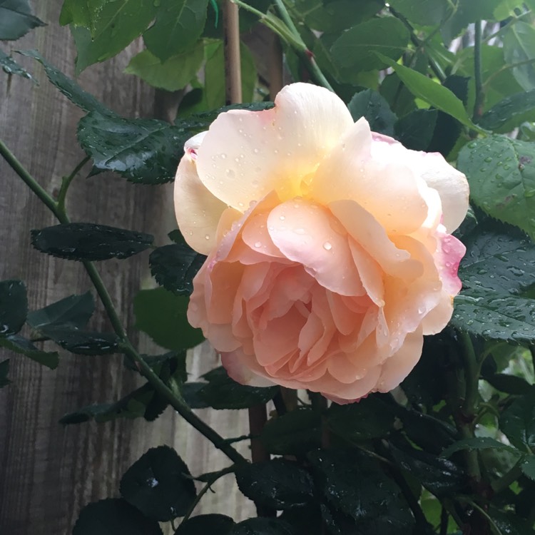 Plant image Rosa 'Wollerton Old Hall'