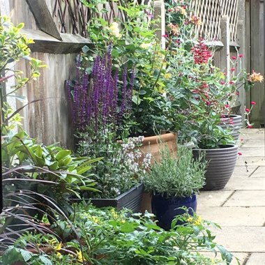 Anna's garden