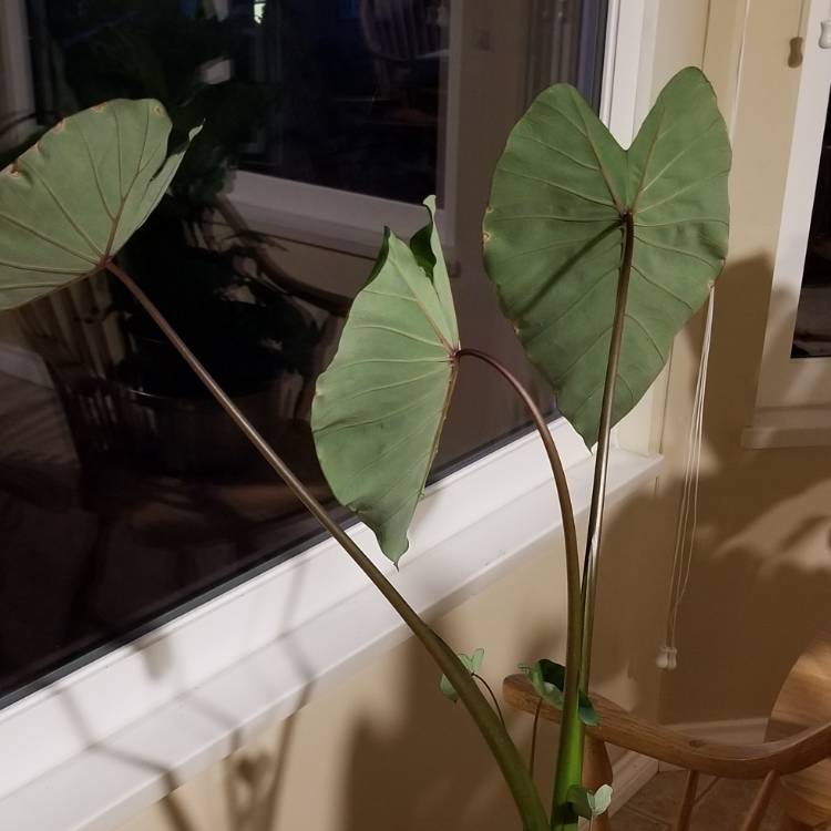 Plant image Colocasia esculenta 'Burgundy Stem'
