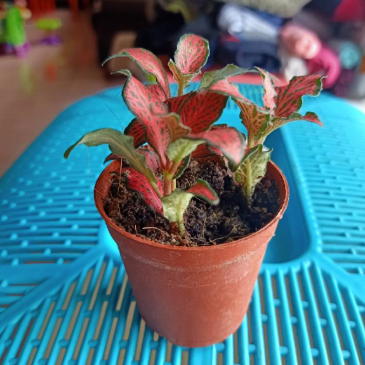 Plant image Fittonia Verschaffeltii 'Pink Angel'
