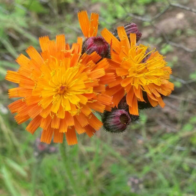Plant image Pilosella aurantiaca