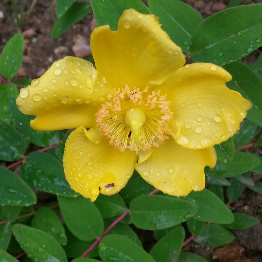 Plant image Hypericum x moserianum 'Little Misstery'
