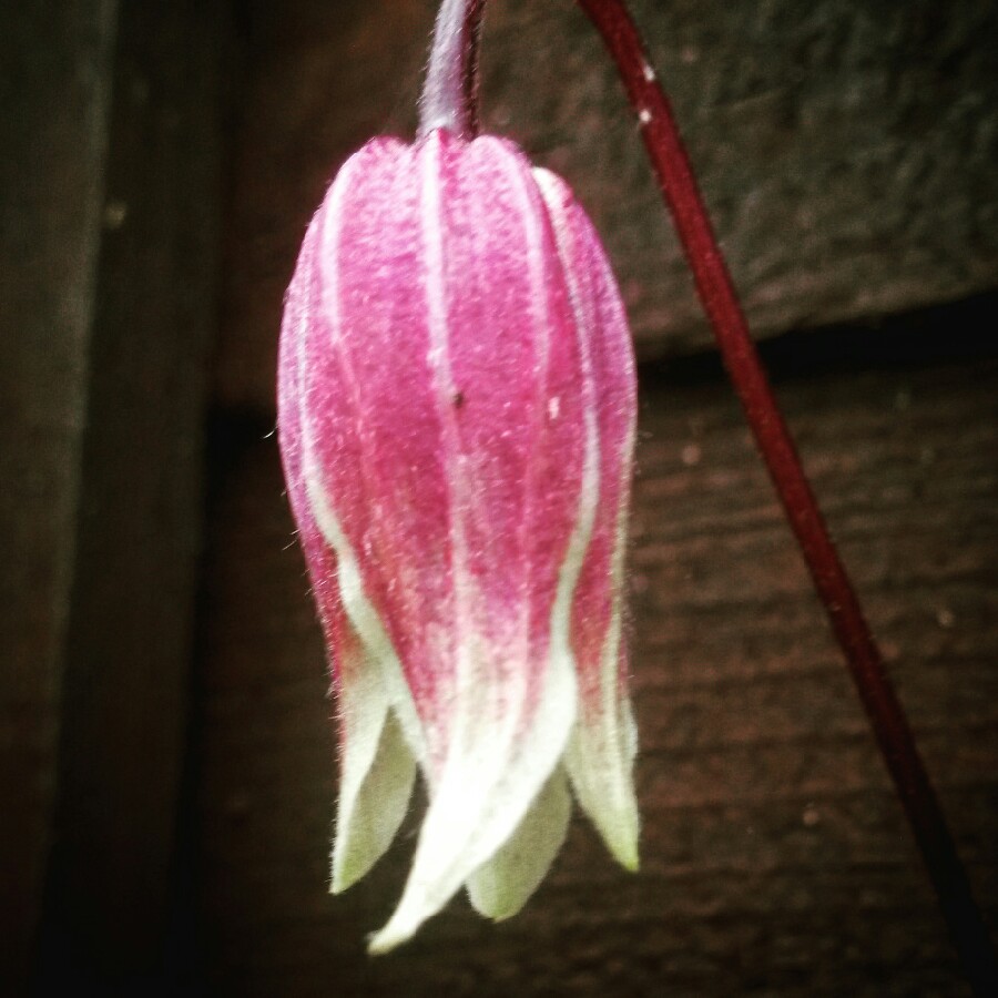 plant image 149725