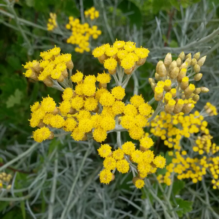 Curry Plant 'Korma'