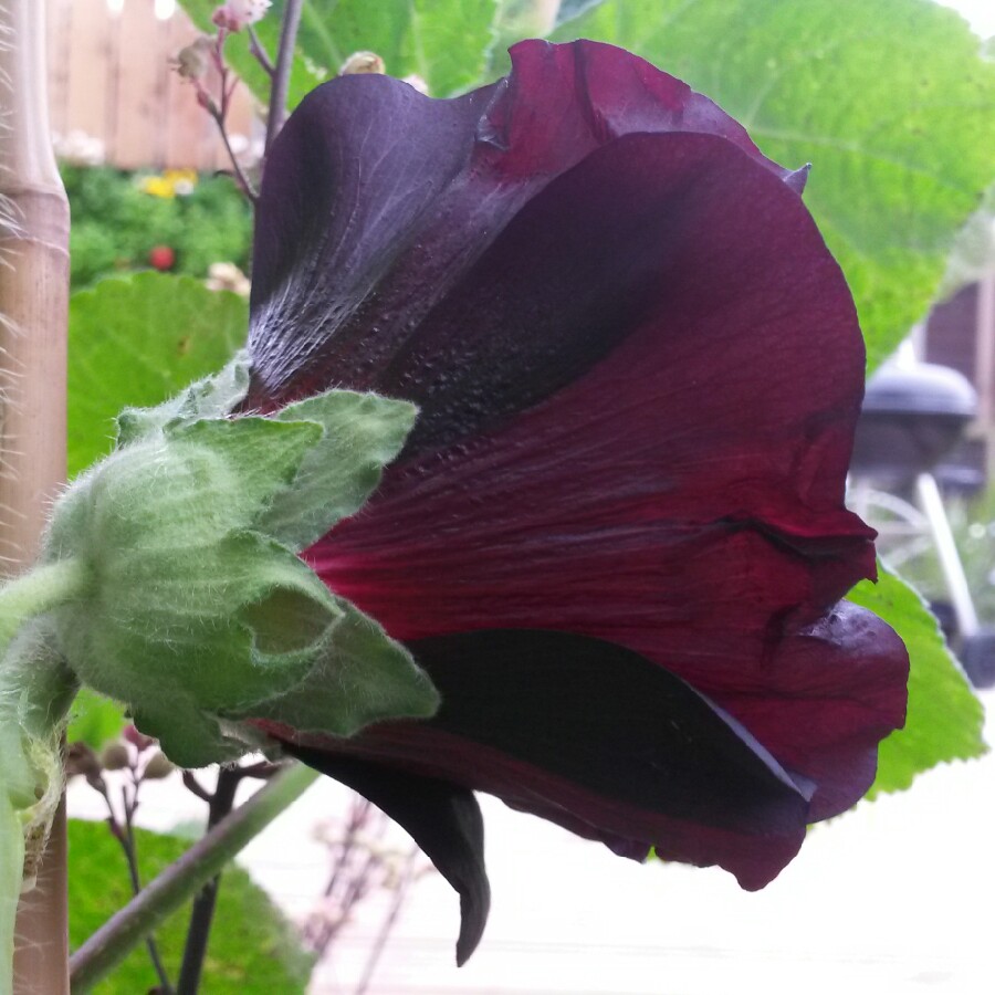 Hollyhock