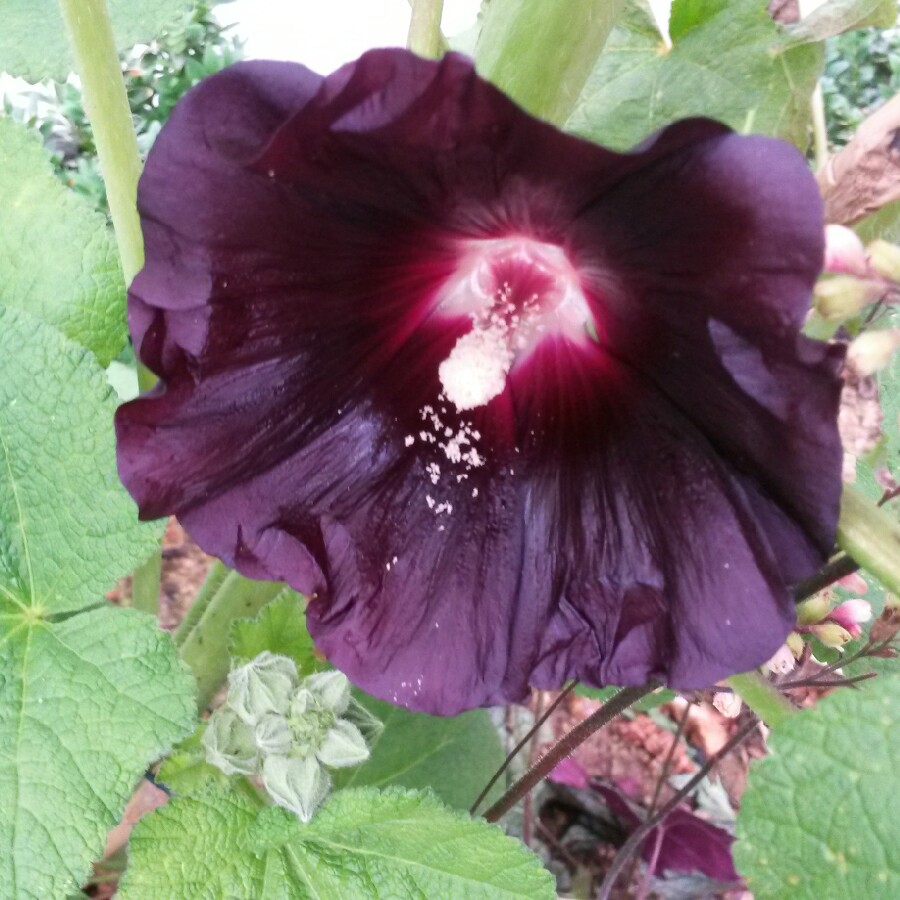 Hollyhock