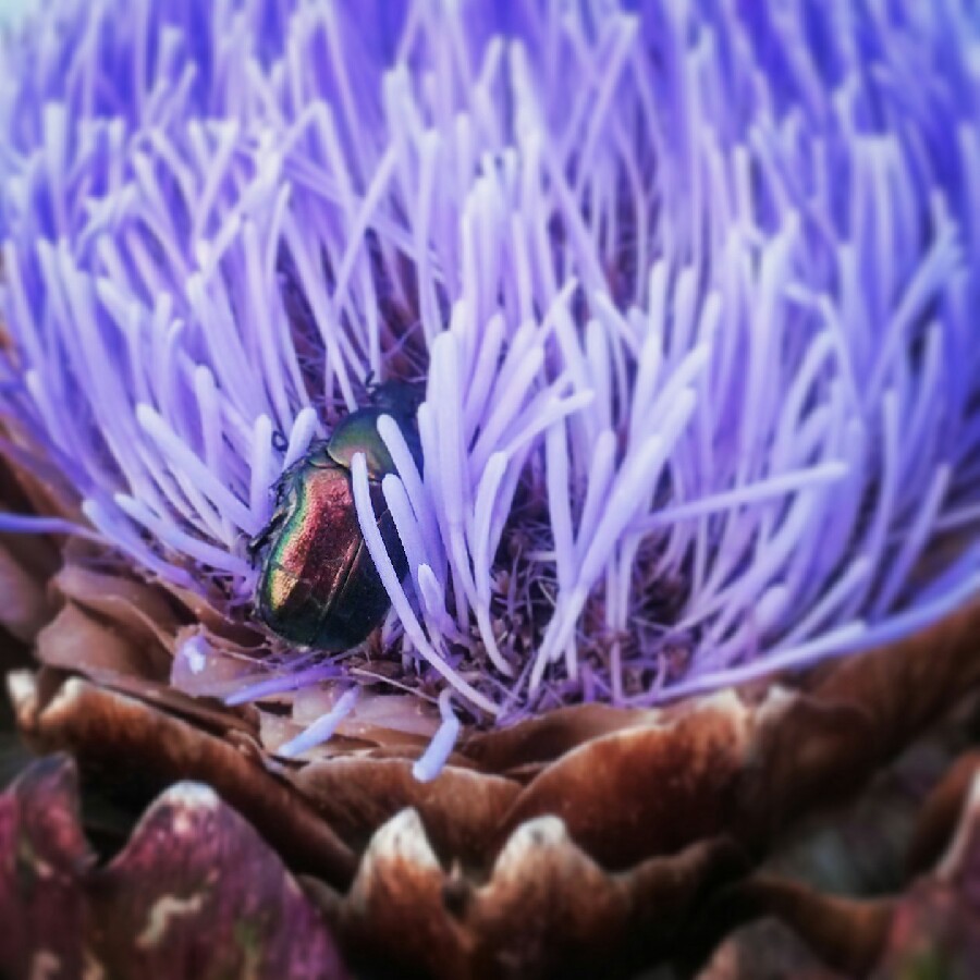 Globe Artichoke