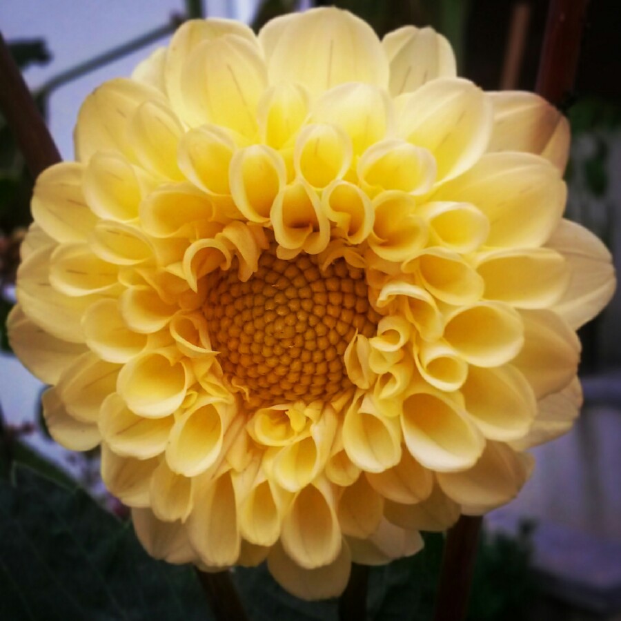 Dahlia