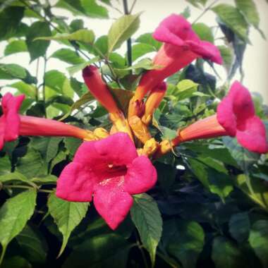 Trumpet Vine