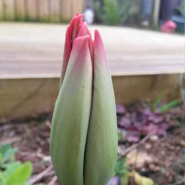 Tulip