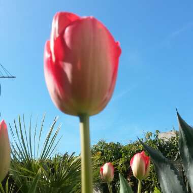 Anna's garden