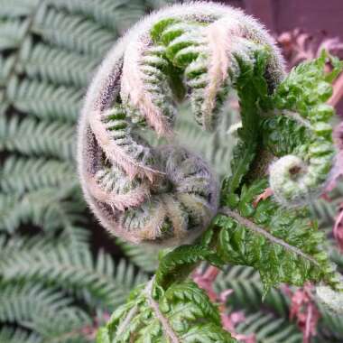 Fern